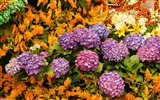 Colorful flowers decorate wallpaper (4) #13