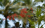 fleurs fond d'écran Widescreen close-up (31) #8