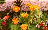 Widescreen-Wallpaper Blumen close-up (31) #16