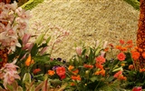 Widescreen-Wallpaper Blumen close-up (31) #17