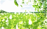 녹색과 자연 바탕 화면 (2) #9
