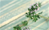 Herbal-life wallpapers #31