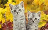 Widescreen Wallpapers Collection animale (26) #12