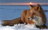 Widescreen Wallpapers Collection animale (26) #18