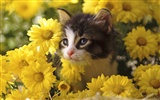 Animal Widescreen Wallpapers Collection (27) #8