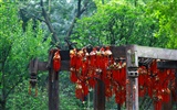 Chengdu zobrazení tapety (1) #17