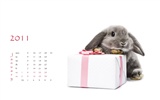 Year of the Rabbit 2011 calendar wallpaper (1) #2