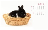 Année du papier peint Rabbit calendrier 2011 (1) #3