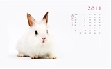 Year of the Rabbit 2011 calendar wallpaper (1) #4