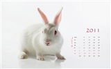 Year of the Rabbit 2011 calendar wallpaper (1) #7