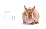 Year of the Rabbit 2011 calendar wallpaper (1) #10