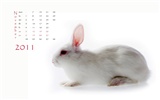Year of the Rabbit 2011 calendar wallpaper (1) #11