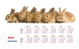 Jahr des Hasen Kalender 2011 Wallpaper (1) #14