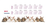 Année du papier peint Rabbit calendrier 2011 (1) #15