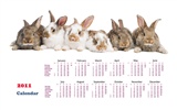 Year of the Rabbit 2011 calendar wallpaper (1) #19