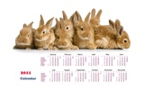 Year of the Rabbit 2011 calendar wallpaper (1) #20