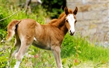 Caballo Super fotografía de fondo (1)