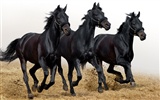 Super horse photo wallpaper (1) #2