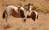 Super horse photo wallpaper (1) #6