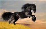 Super horse photo wallpaper (1) #7