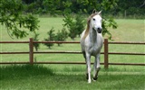 Super horse photo wallpaper (1) #11