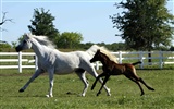 Super horse photo wallpaper (1) #14