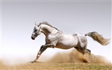 Super horse photo wallpaper (1) #17