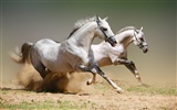 Super horse photo wallpaper (1) #18