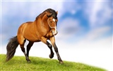 Super horse photo wallpaper (2) #1