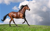 Super horse photo wallpaper (2) #2