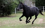 Super horse photo wallpaper (2) #4