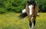 Super horse photo wallpaper (2) #8