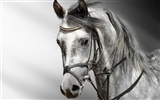 Super horse photo wallpaper (2) #9