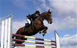 Super horse photo wallpaper (2) #12