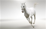 Super horse photo wallpaper (2) #14