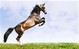 Super horse photo wallpaper (2) #15