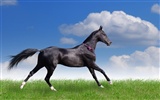 Super horse photo wallpaper (2) #19