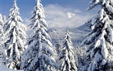 Snow widescreen wallpaper (4) #5