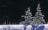 Sníh širokoúhlý tapety (4) #8