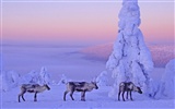 Fond d'écran panoramique de neige (4) #17