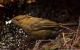 National Geographic album papier peint des animaux (8) #4