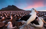 National Geographic animal wallpaper album (8) #5