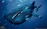 National Geographic animal wallpaper album (9) #5