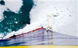 National Geographic animal wallpaper album (9) #7