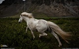 National Geographic Tier Wallpaper Album (9) #13