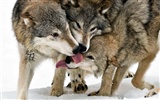 National Geographic animal wallpaper album (9) #16