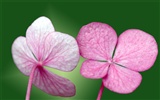 Pairs of flowers and green leaves wallpaper (1)