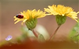 Paires de fleurs et de feuilles de papier peint vert (1) #10