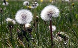 Paires de fleurs et de feuilles de papier peint vert (2) #13