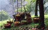 Fondos de escritorio de la cosecha de otoño #10